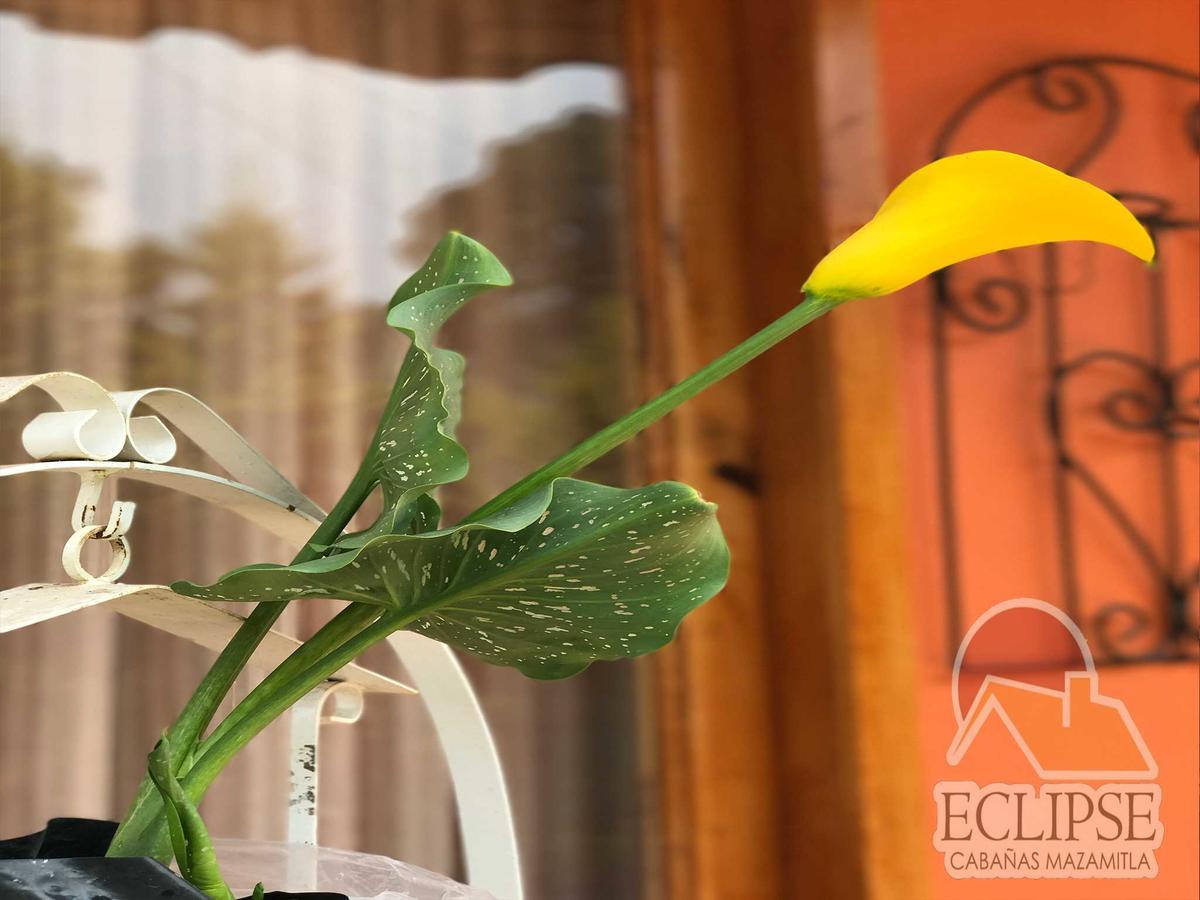 Cabanas Eclipse Hotel Mazamitla Eksteriør billede